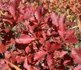 Quercus crispula autumn colors.jpg