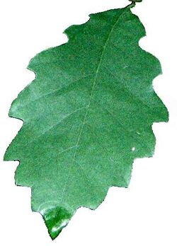Quercus prinoides leaf white background.jpg