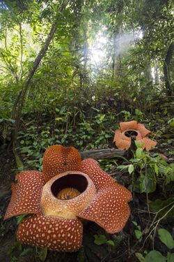 Rafflesia arnoldii Bengkulu 01.jpg