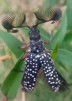Rhicpicera femorata - feather horned Beetle - Feb 2022 - Werrington - 3.jpg