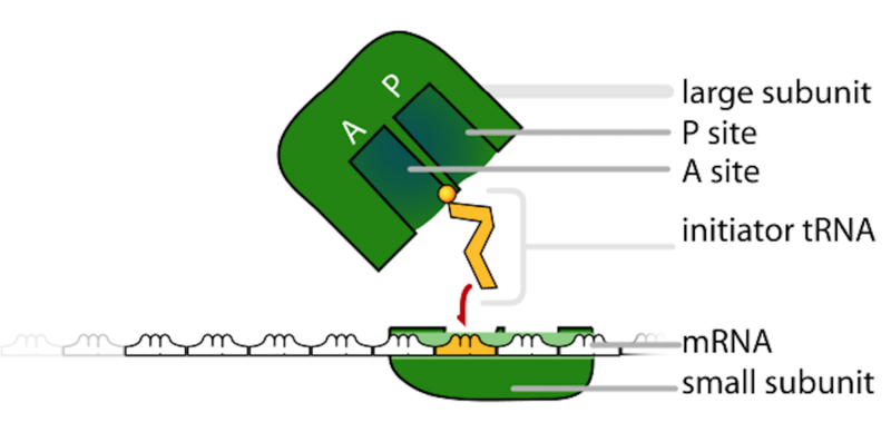 File:Ribosome structure including subunits and binding sites.png