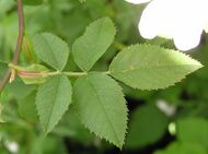 Leafstem of dog rose with petiole, stipules and leaflets