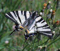 SailSwallowtail.jpg