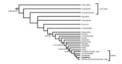 Sapindales phylogeny.jpg