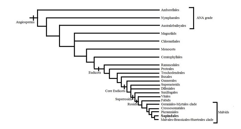 File:Sapindales phylogeny.jpg