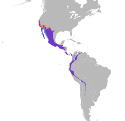 Sayornis nigricans map.svg