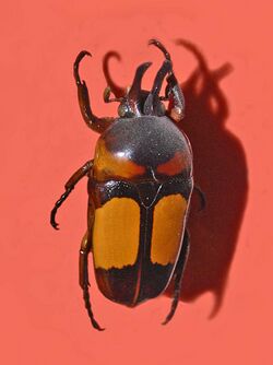 Scarabaeidae - Dicheros bicornis ornatus.jpg