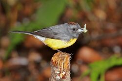 Slate-throated whitestart (Myioborus miniatus aurantiacus).jpg