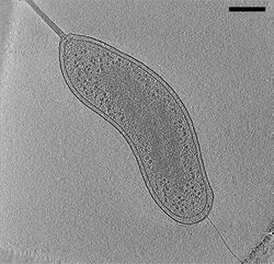 Slice from electron cryotomogram of Bdellovibrio bacteriovorus cell.jpg