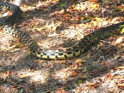 Speckled Hog-nosed Snake. Leioheterodon geayi - Flickr - gailhampshire.jpg