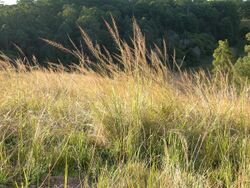 Sporobolus pyramidalis habit1 (7417557184).jpg