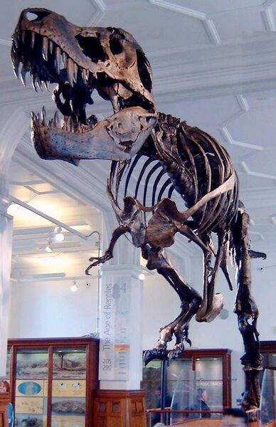 File:Stan the Trex at Manchester Museum.jpg