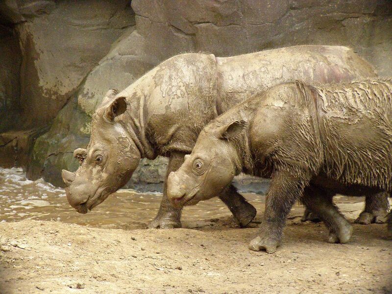 File:Sumatran Rhino 2.jpg