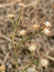 Symphyotrichum moranense 70081501.jpg