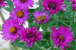 Symphyotrichum novae-angliae 'September Ruby' and bee.jpg