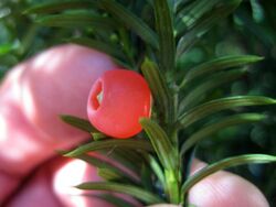 Taxus canadensis 5443106.jpg