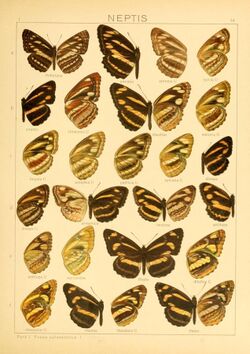 The Macrolepidoptera of the world (Taf. 54) (8145257881).jpg