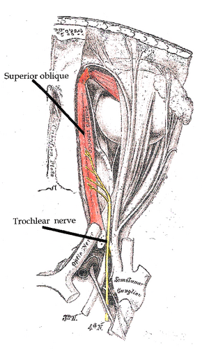 Trochlear nerve.png