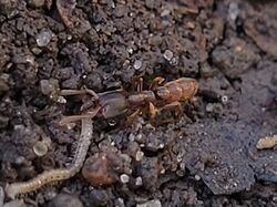 Vampire Ant(Stigmatomma pallipes) in Lachine, Quebec.jpg