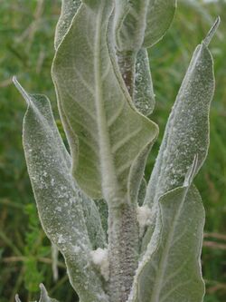 Verbascum pulverulentum 3 RF.jpg