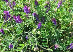 Vicia villosa.jpeg