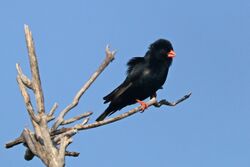 Village indigobird (Vidua chalybeata okavangoensis) male Botswana.jpg