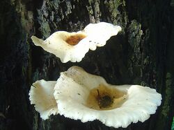 White Mushroom, Crepidotus applanatus (556317385).jpg