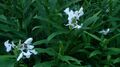 White butterfly ginger (Hedychium coronarium) 3.jpg