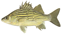 Yellow Bass.gif