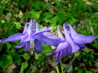 AQUILEGIA VULGARIS - GUIXERS - IB-0174.JPG