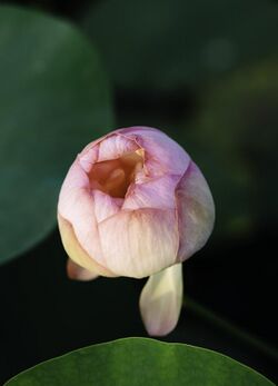 A budding lotus flower.jpg