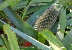 Aechmea sphaerocephala - Marie Selby Botanical Gardens - Sarasota, Florida - DSC01353.jpg