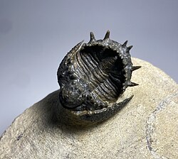 Akantharges trilobite fossil