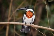 Amazon kingfisher (Chloroceryle amazona) male.jpg