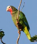 A green parrot with a pink throat and cheeks, a white face and forehead, and blue-tipped wings
