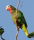 Amazona leucocephala -in tree-4cp.jpg