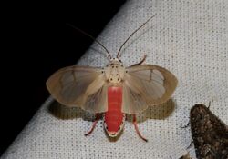 Amerila lupia (Erebidae, Arctiinae, Arctiini) (26624426713).jpg