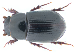 Ammoecius elevatus (Olivier 1789) Syn.- Aphodius (Ammoecius) elevatus (Olivier 1789) (33606007644).png