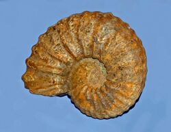 Ammonites - Pachydesmoceras sp..jpg