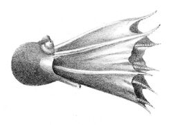 Amphitretus pelagicus.jpg