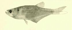 Annals of the Carnegie Museum - Hysteronotus megalostomus.jpg