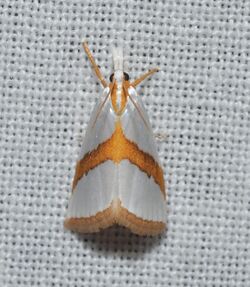Argyria critica - Straight-lined Argyria Moth (14999898986).jpg