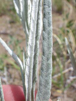 Artemisia longifolia (7461846136).jpg