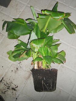 Banana plant offset.jpg