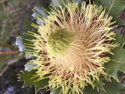 Banksia heliantha.jpg