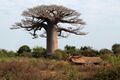 Baobab sacree.JPG