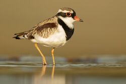 Black-fronted Dotterel 2 - Bow Bowing.jpg