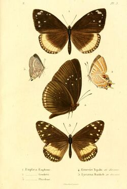 Boisduval1833FaunEntMadagascarLepidPlate3.jpg