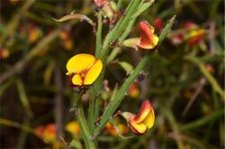 Bossiaea riparia.jpg