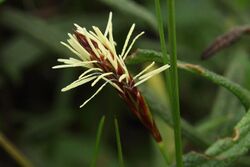 Carex halleriana 1.JPG